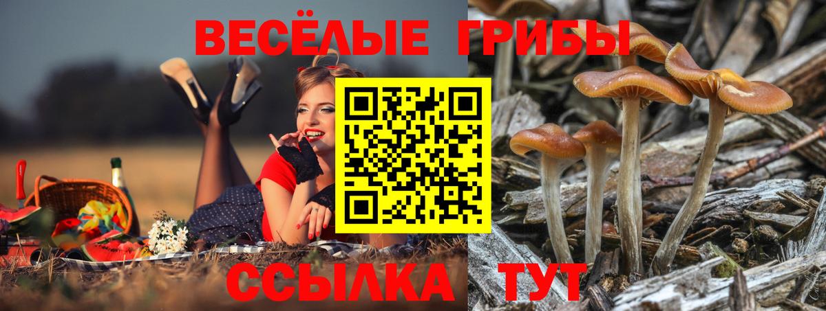 Ярославль  Псилоцибиновые грибы Psilocybine cubensis  Вход с VPN 